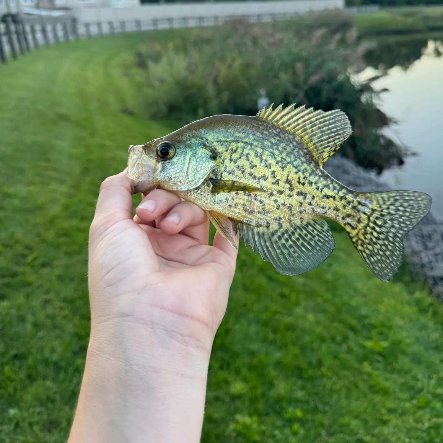 Black crappie caught on Fishbrain