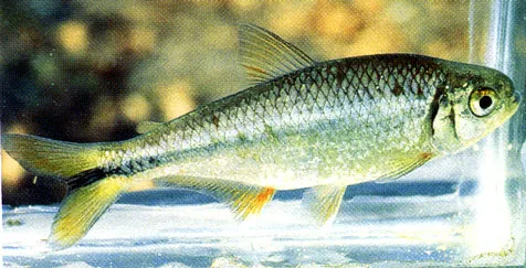Mexican tetra