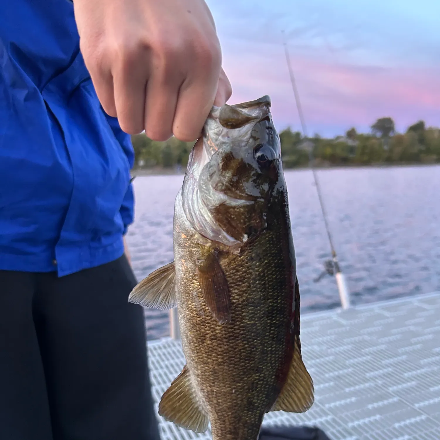 Smallmouth bass caught on Fishbrain