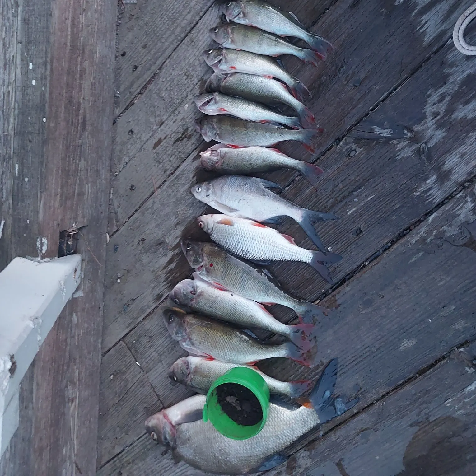 European perch caught on Fishbrain