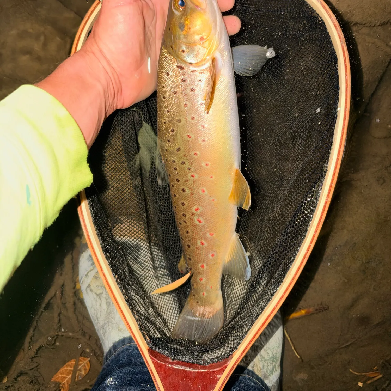 Brown trout caught on Fishbrain