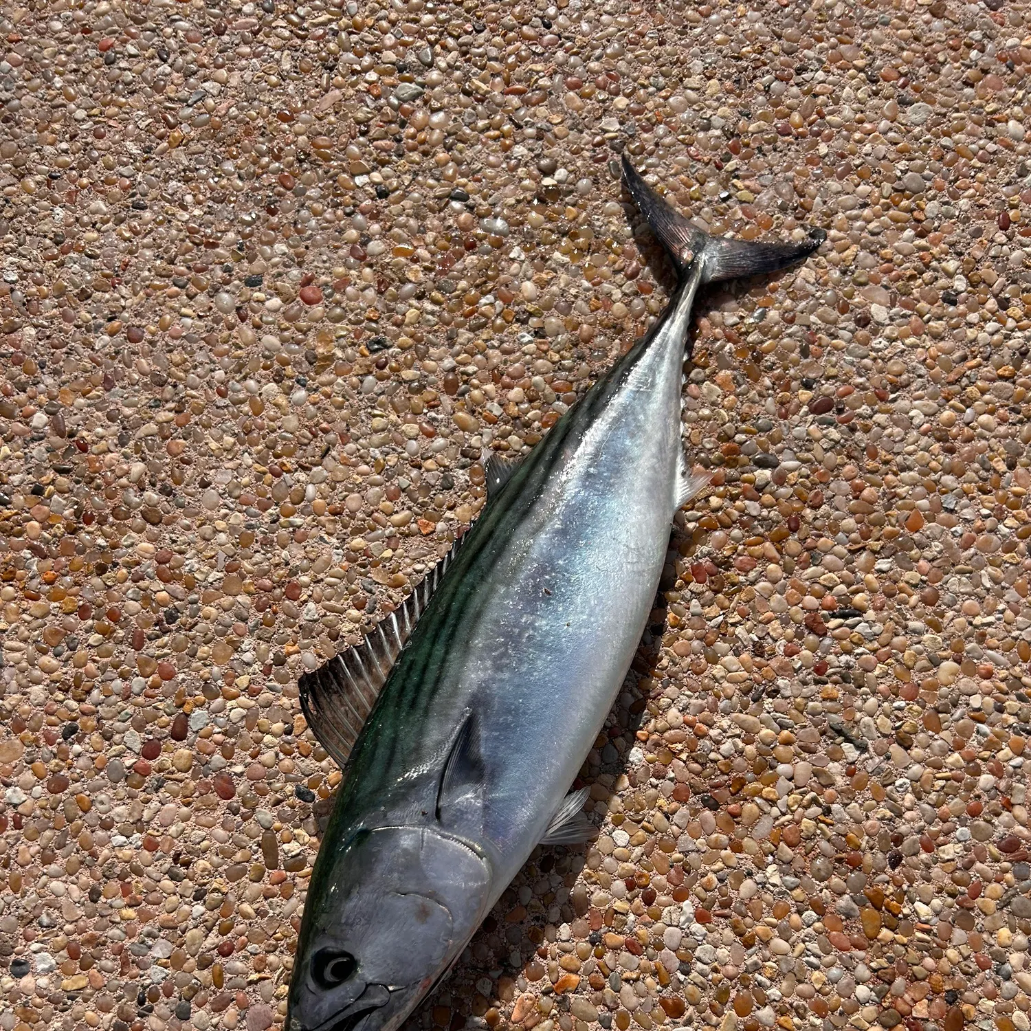 Pacific bonito caught on Fishbrain