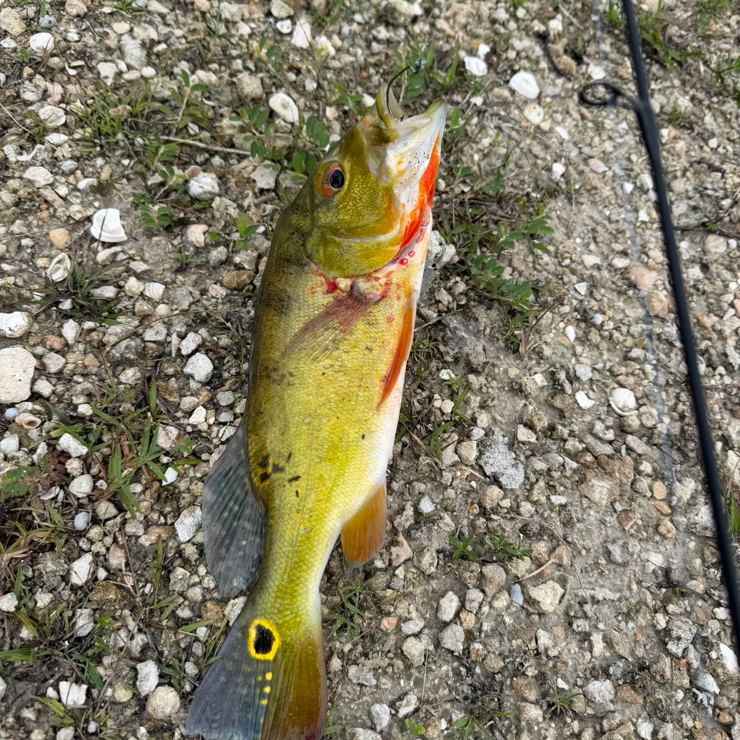 Butterfly peacock bass caught on Fishbrain