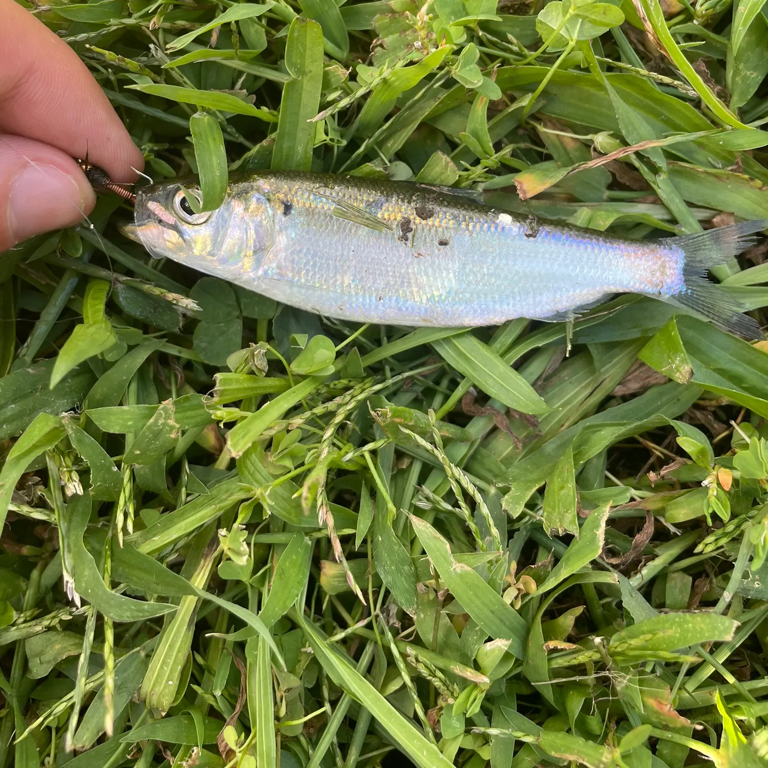 The most recent American shad catches on Fishbrain