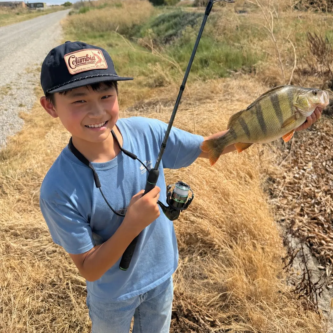 Slippery dick wrasse caught on Fishbrain