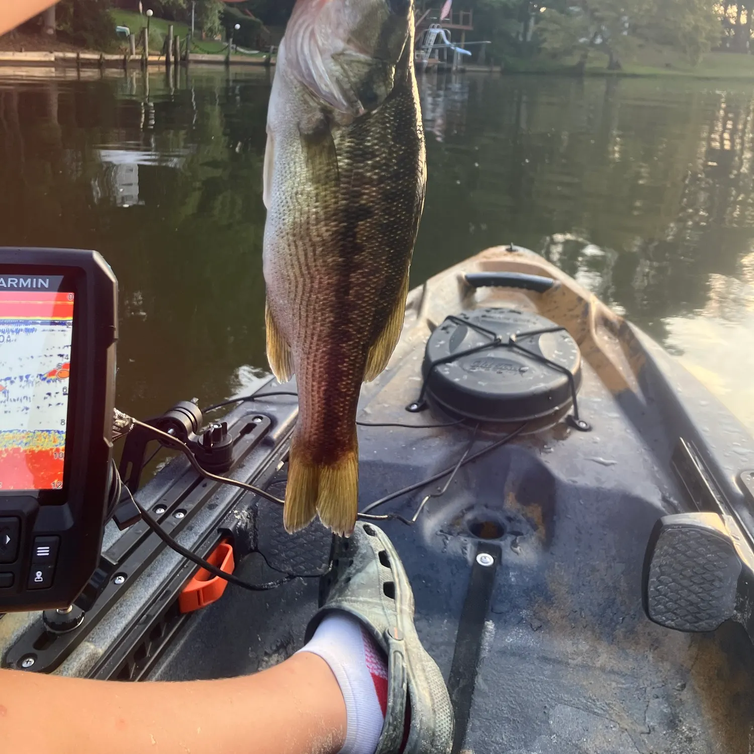 Spotted bass caught on Fishbrain