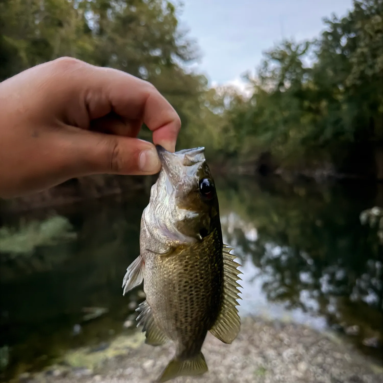 Rock bass caught on Fishbrain
