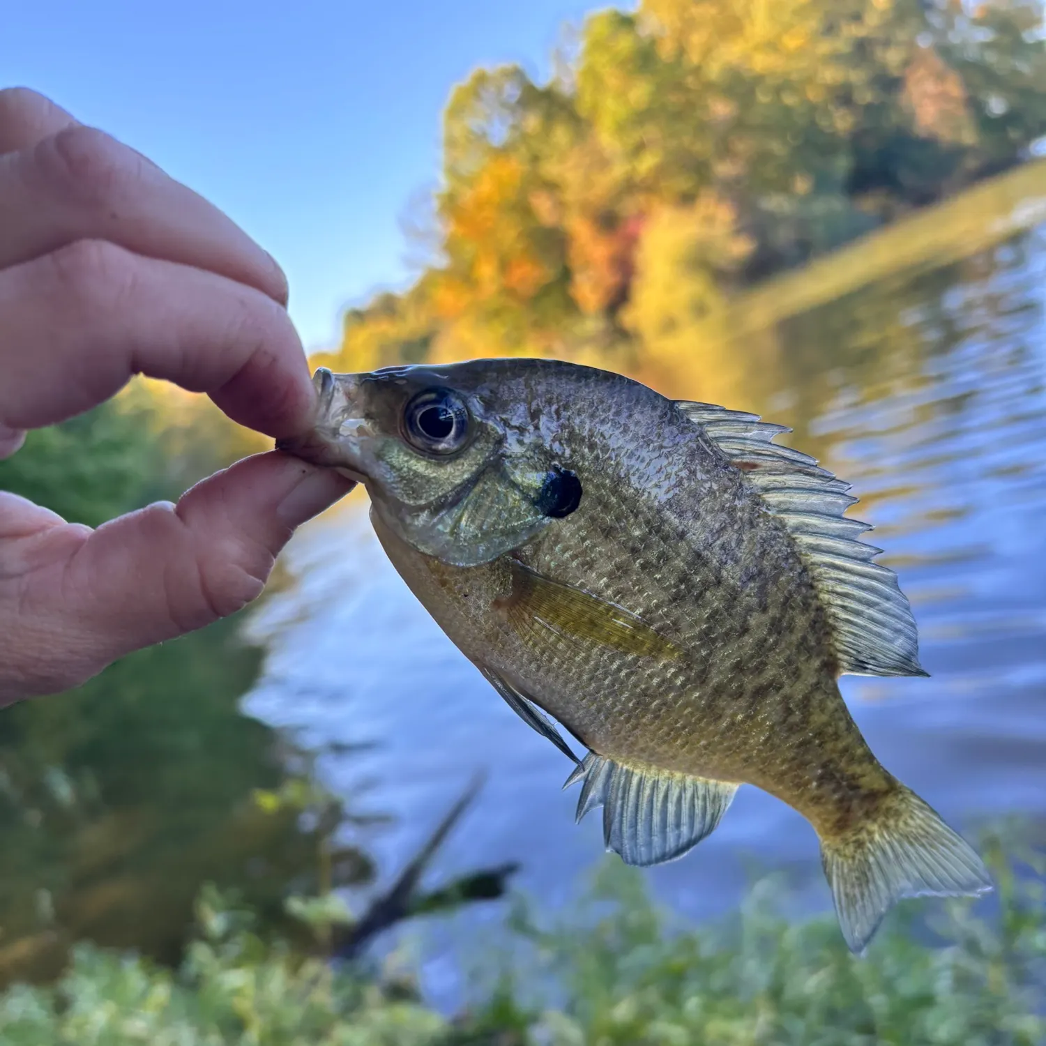 Bluegill caught on Fishbrain