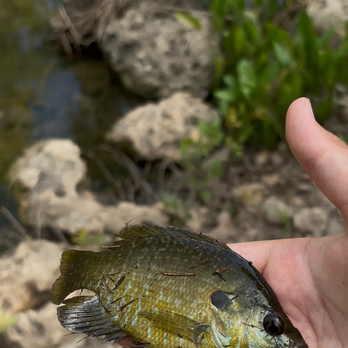 The most recent Green sunfish catches on Fishbrain