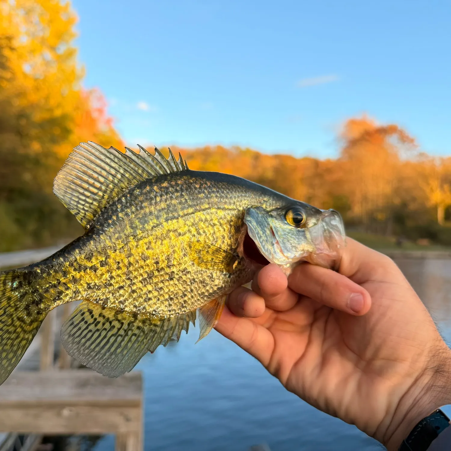 Black crappie caught on Fishbrain