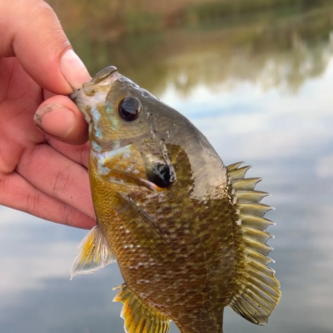 Greengill hybrid caught on Fishbrain