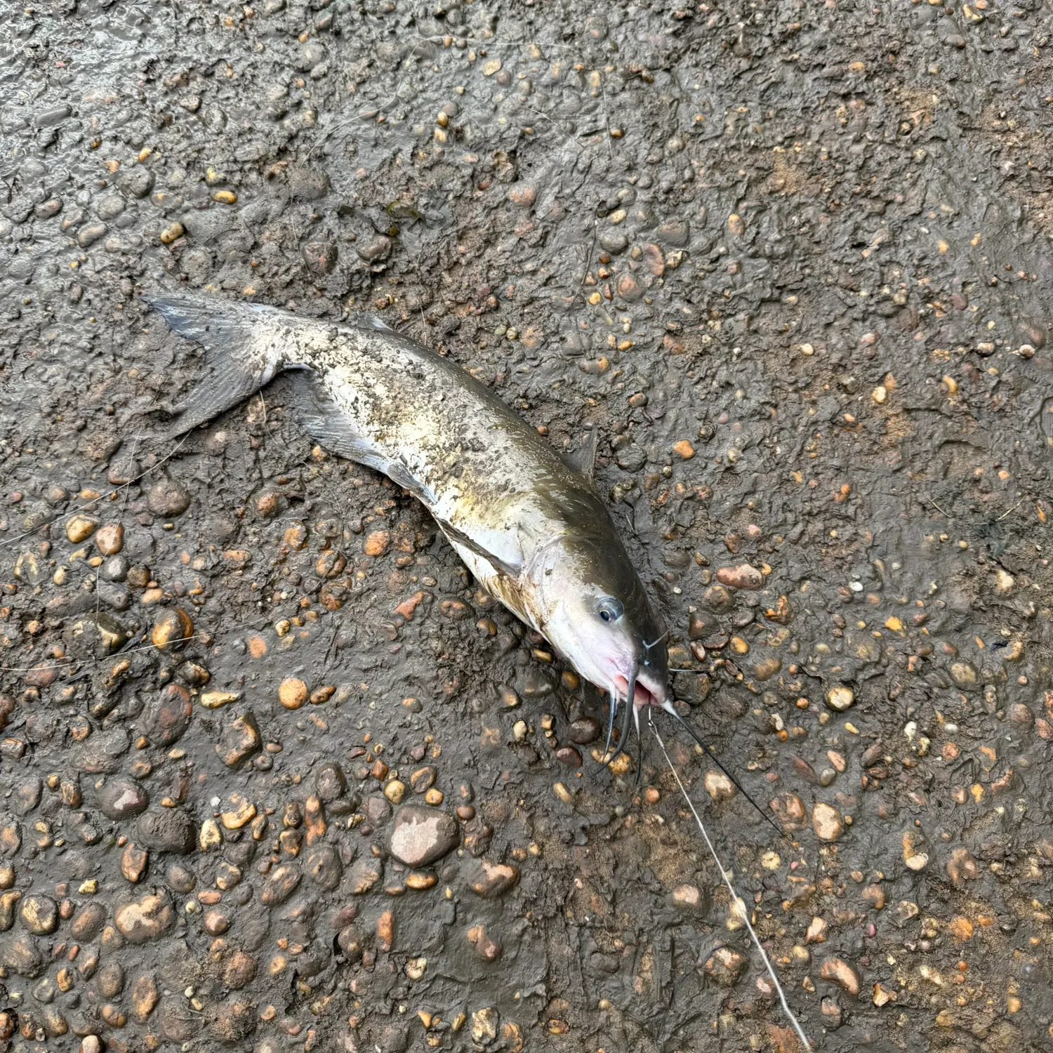 Channel catfish caught on Fishbrain