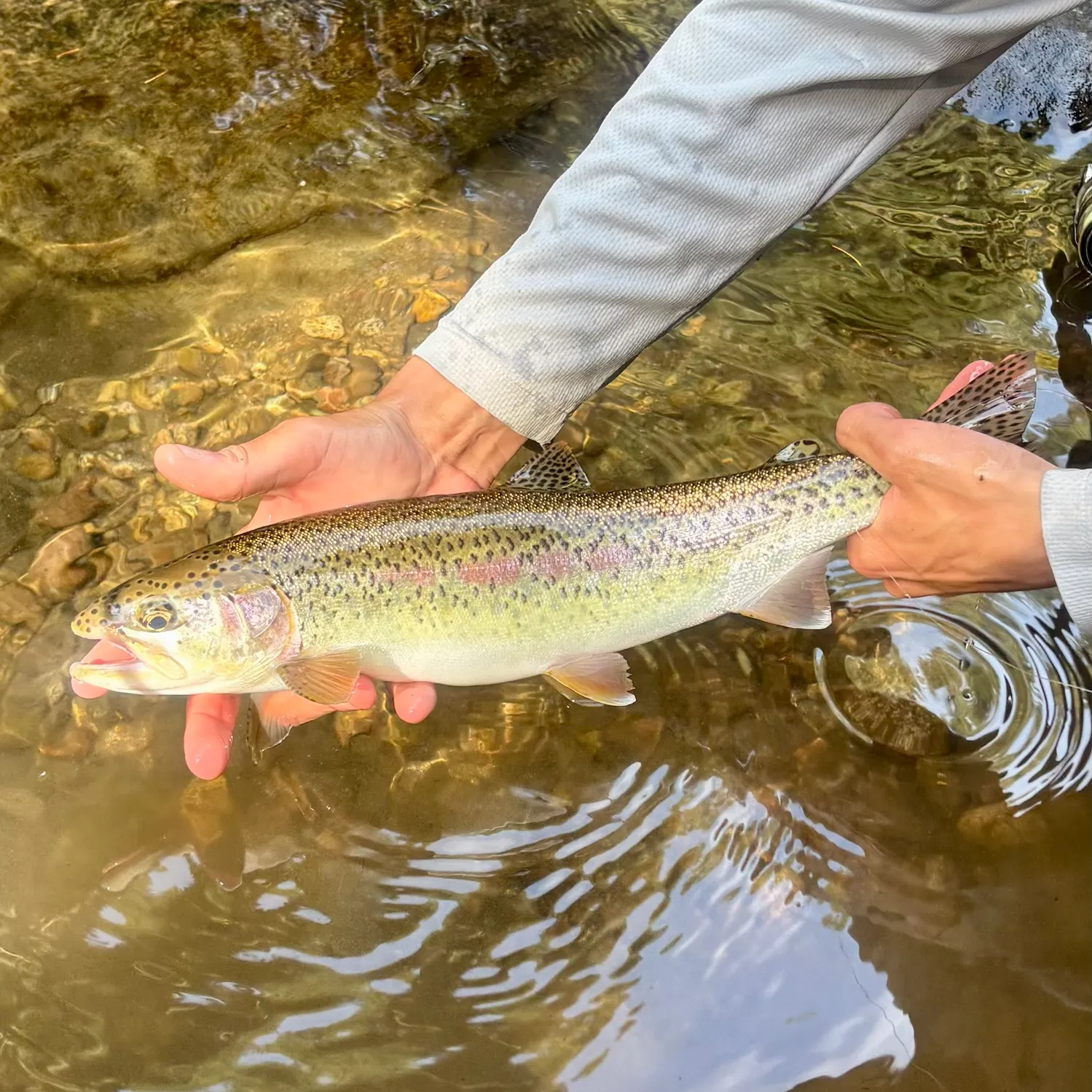 Rainbow trout caught on Fishbrain