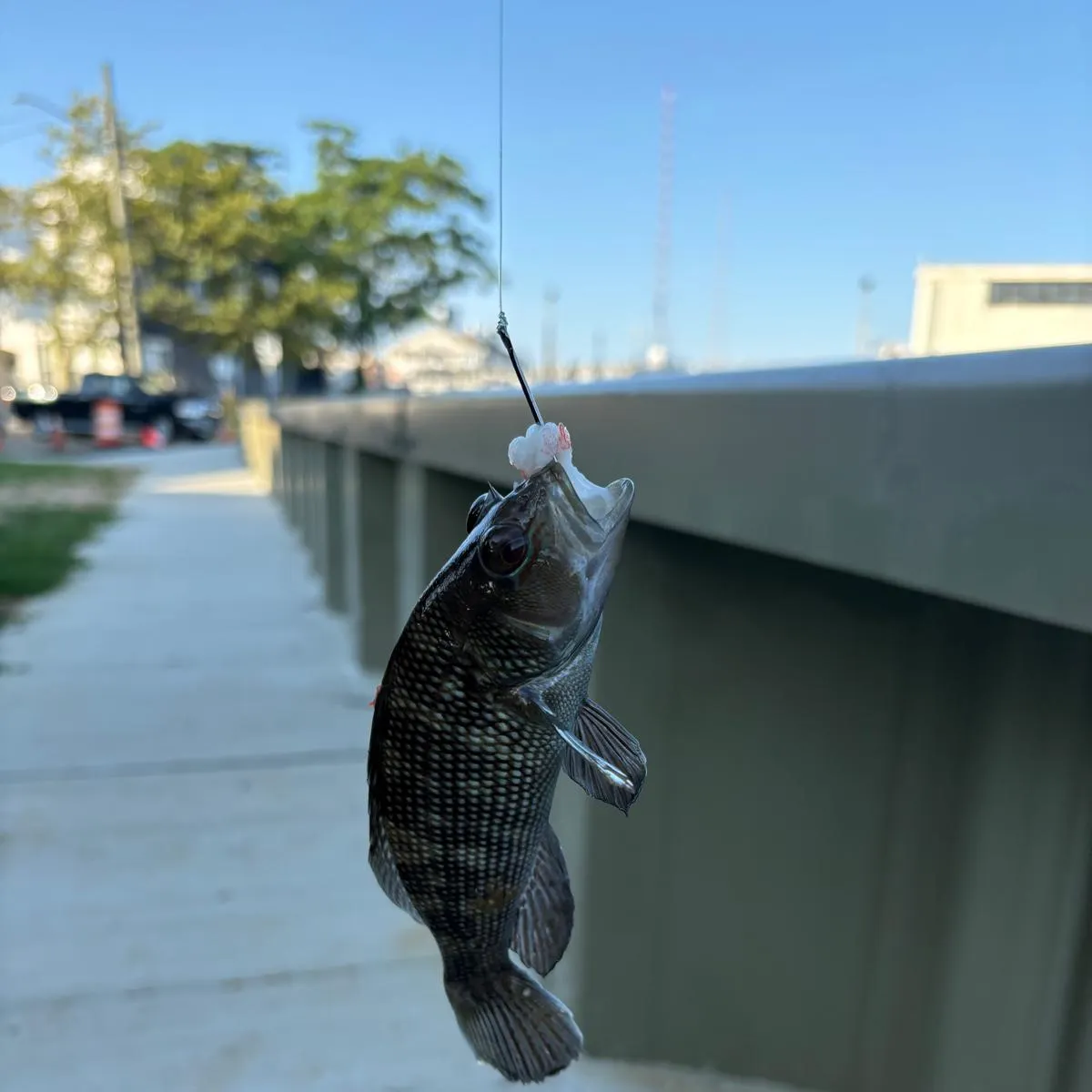 Black sea bass caught on Fishbrain
