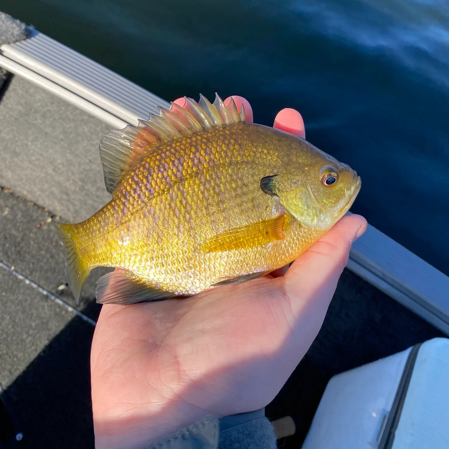 Bluegill caught on Fishbrain