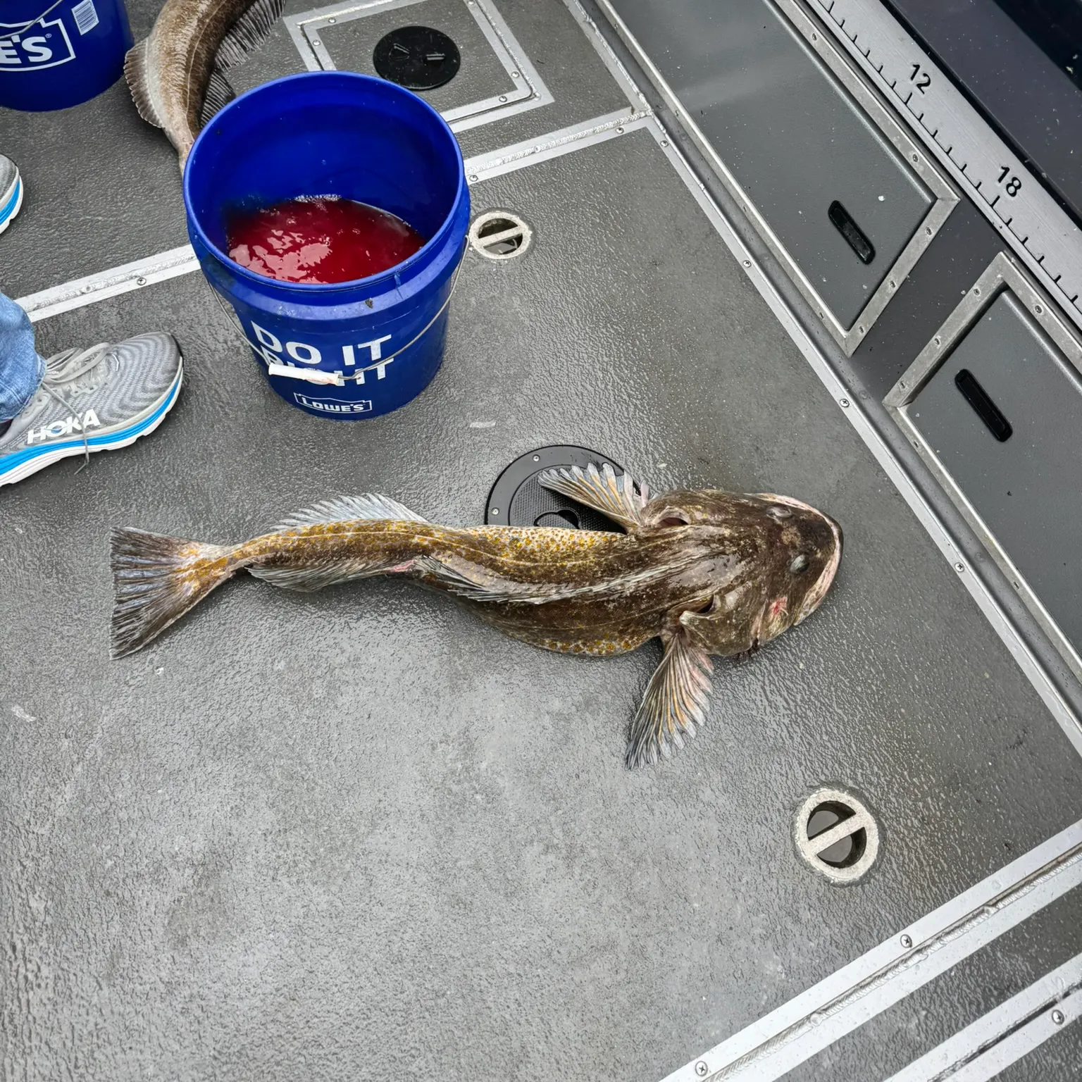 The most recent Lingcod catches on Fishbrain