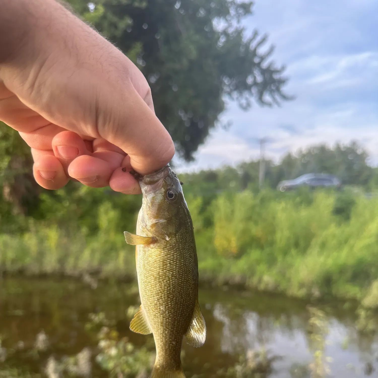 catch