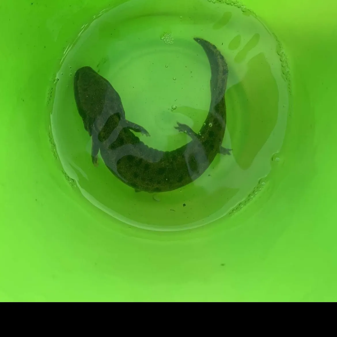The most recent Common mudpuppy catches on Fishbrain