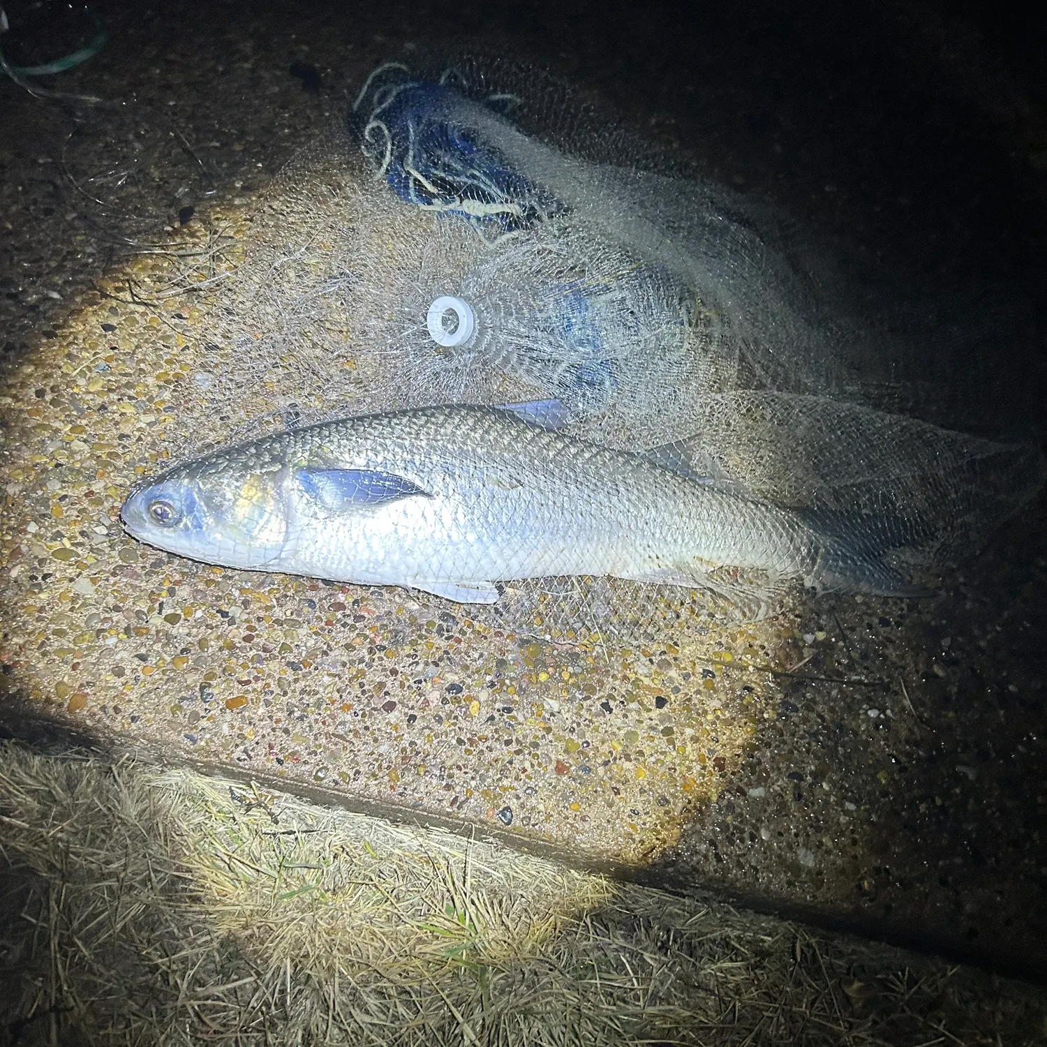 The most recent Silver carp catches on Fishbrain