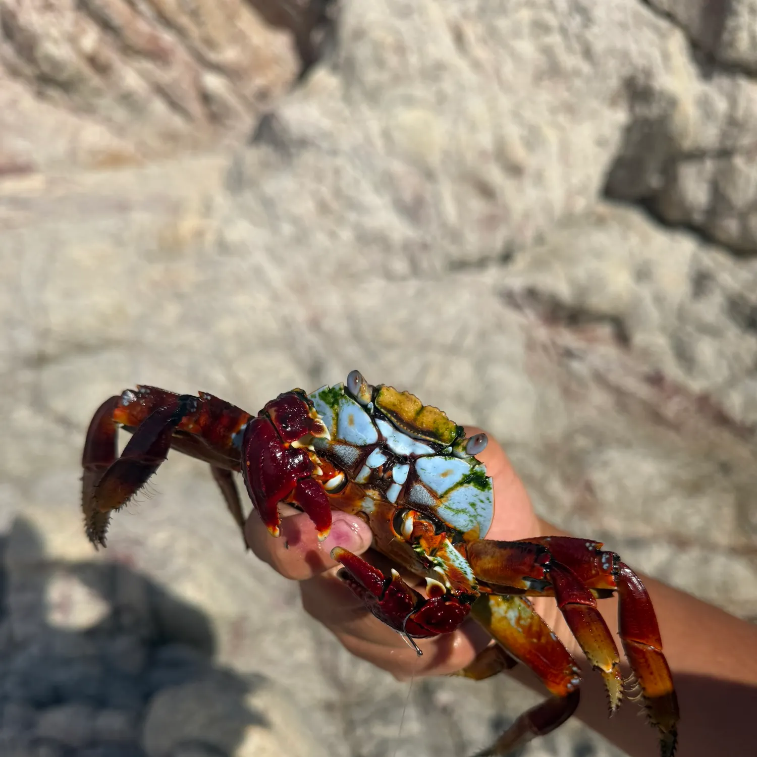 The most recent Thin-shelled rock crab catches on Fishbrain