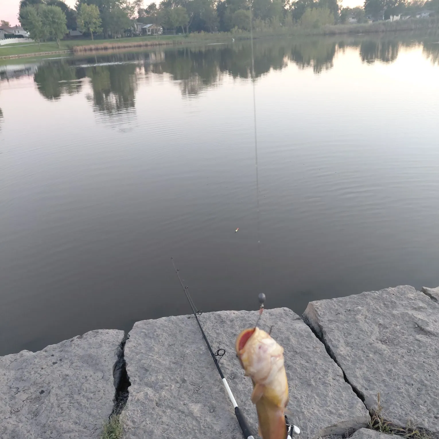 Yellow bullhead caught on Fishbrain