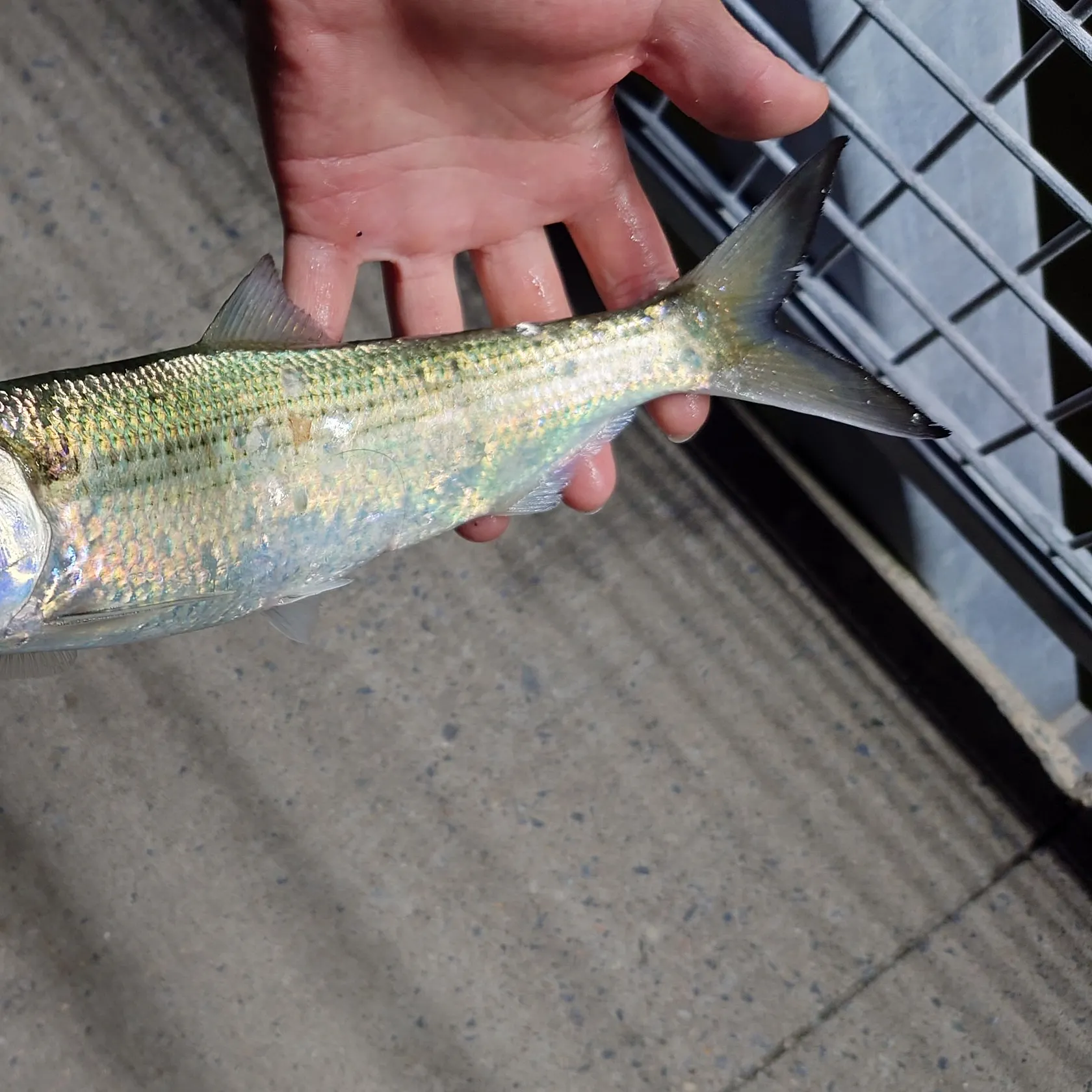 The most recent Hickory shad catches on Fishbrain