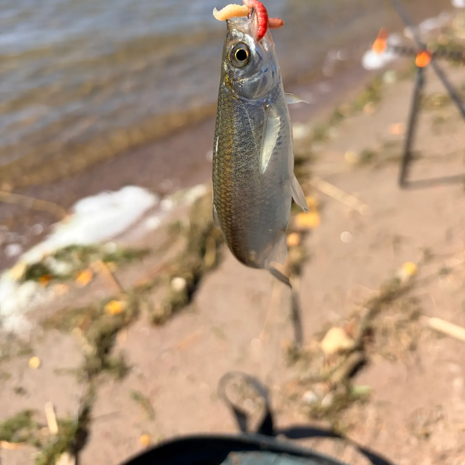 Common bleak caught on Fishbrain