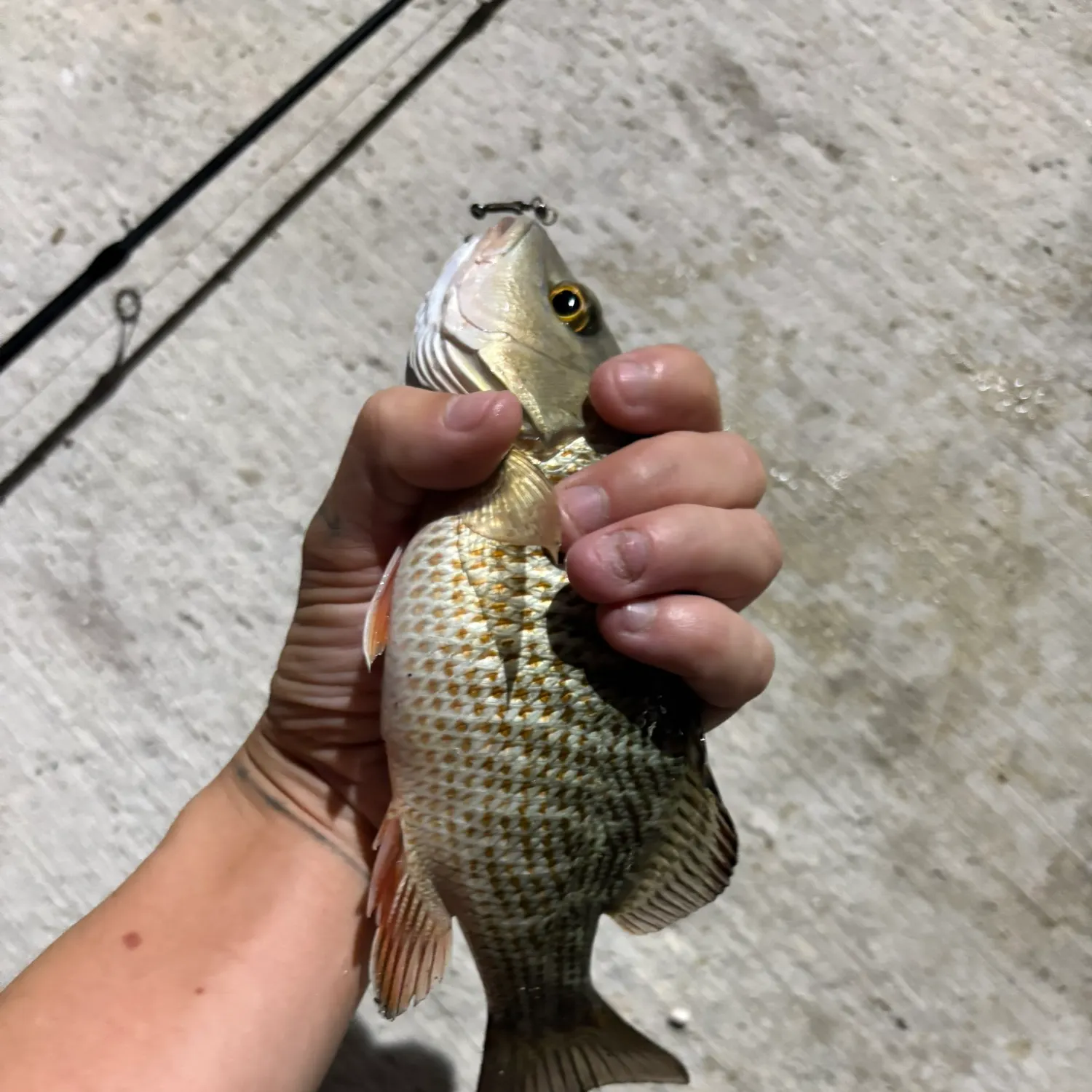 The most recent Mangrove snapper catches on Fishbrain