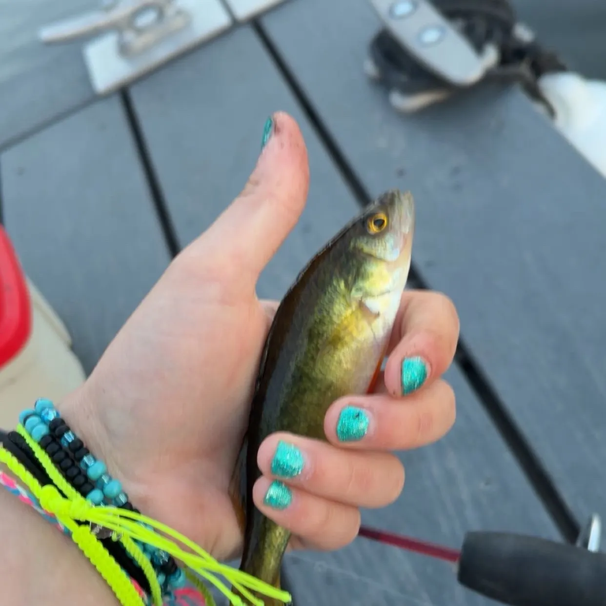 Yellow perch caught on Fishbrain
