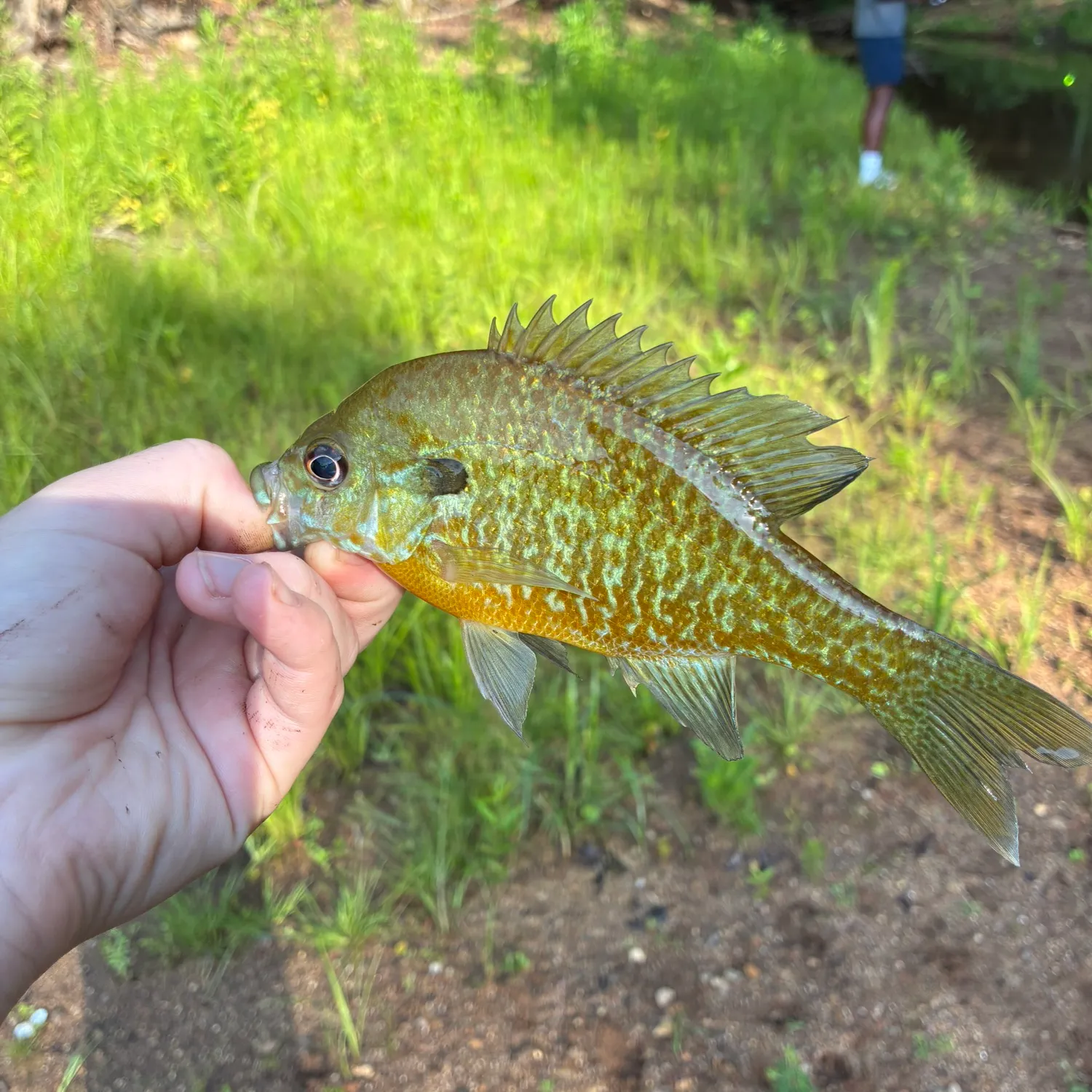 The most recent Redbreast × green sunfish catches on Fishbrain