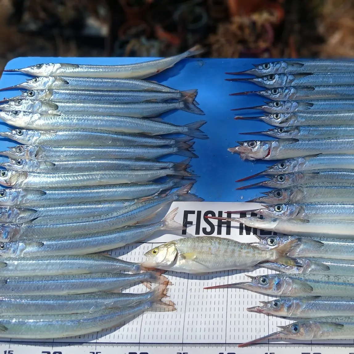 The most popular recent Southern garfish catch on Fishbrain