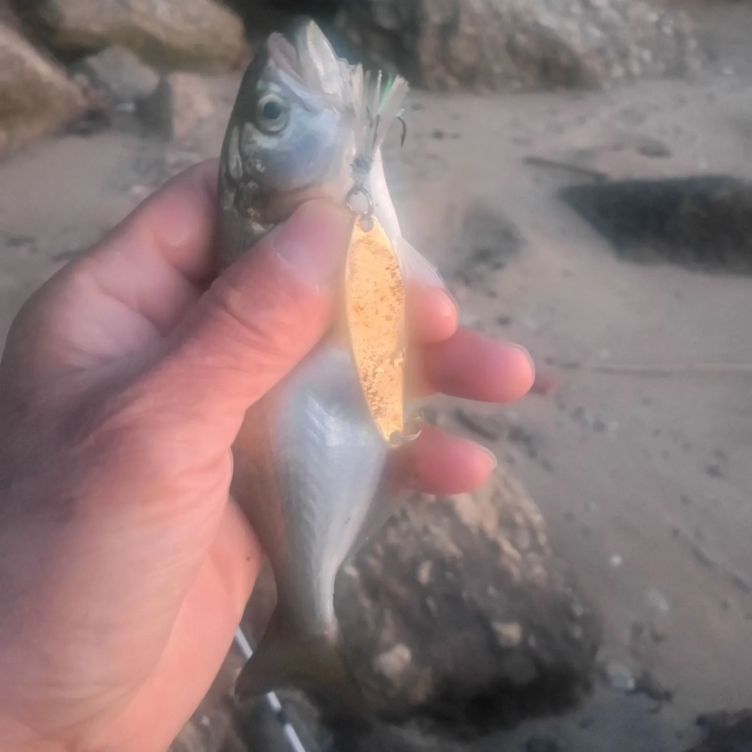Bluefish caught on Fishbrain