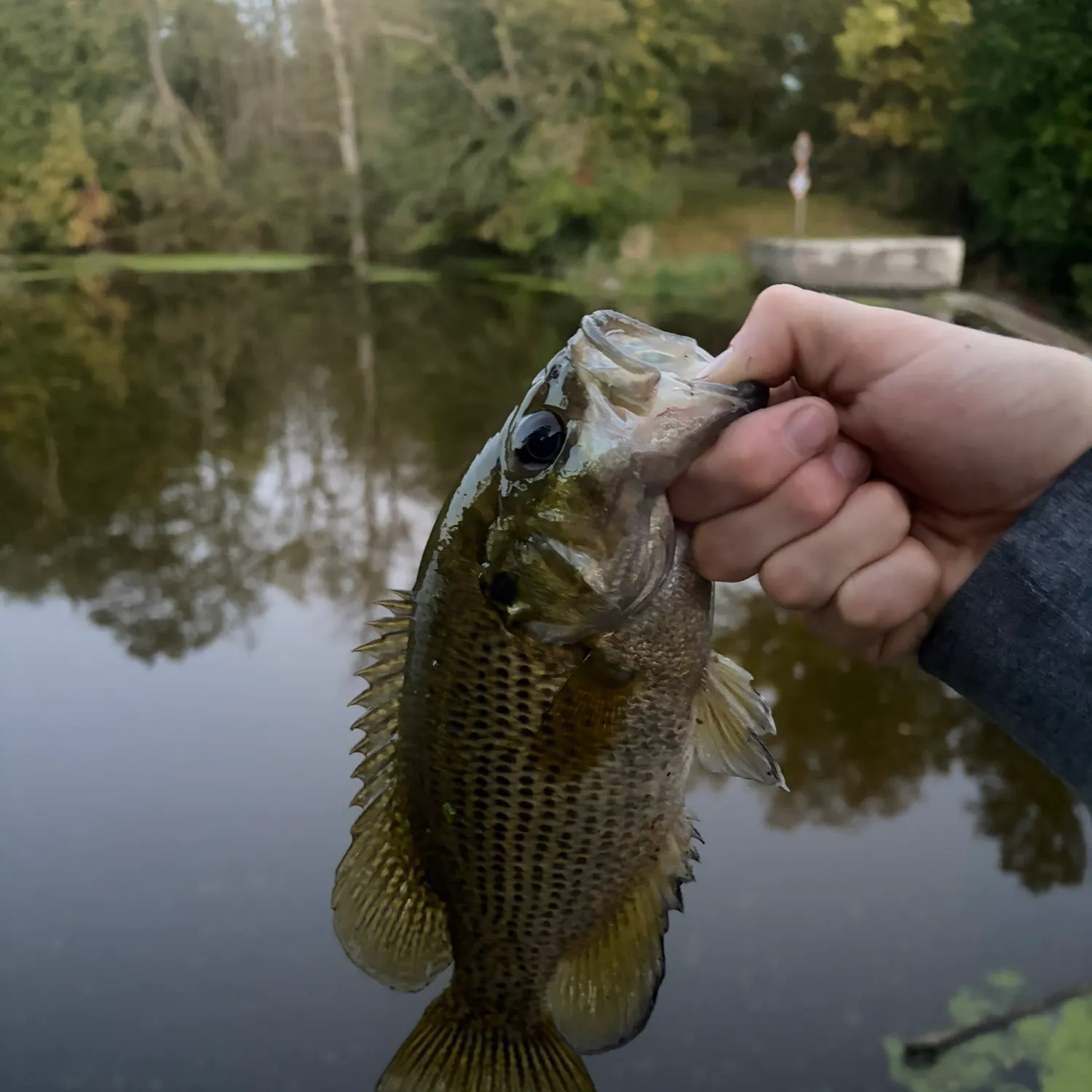 Rock bass caught on Fishbrain