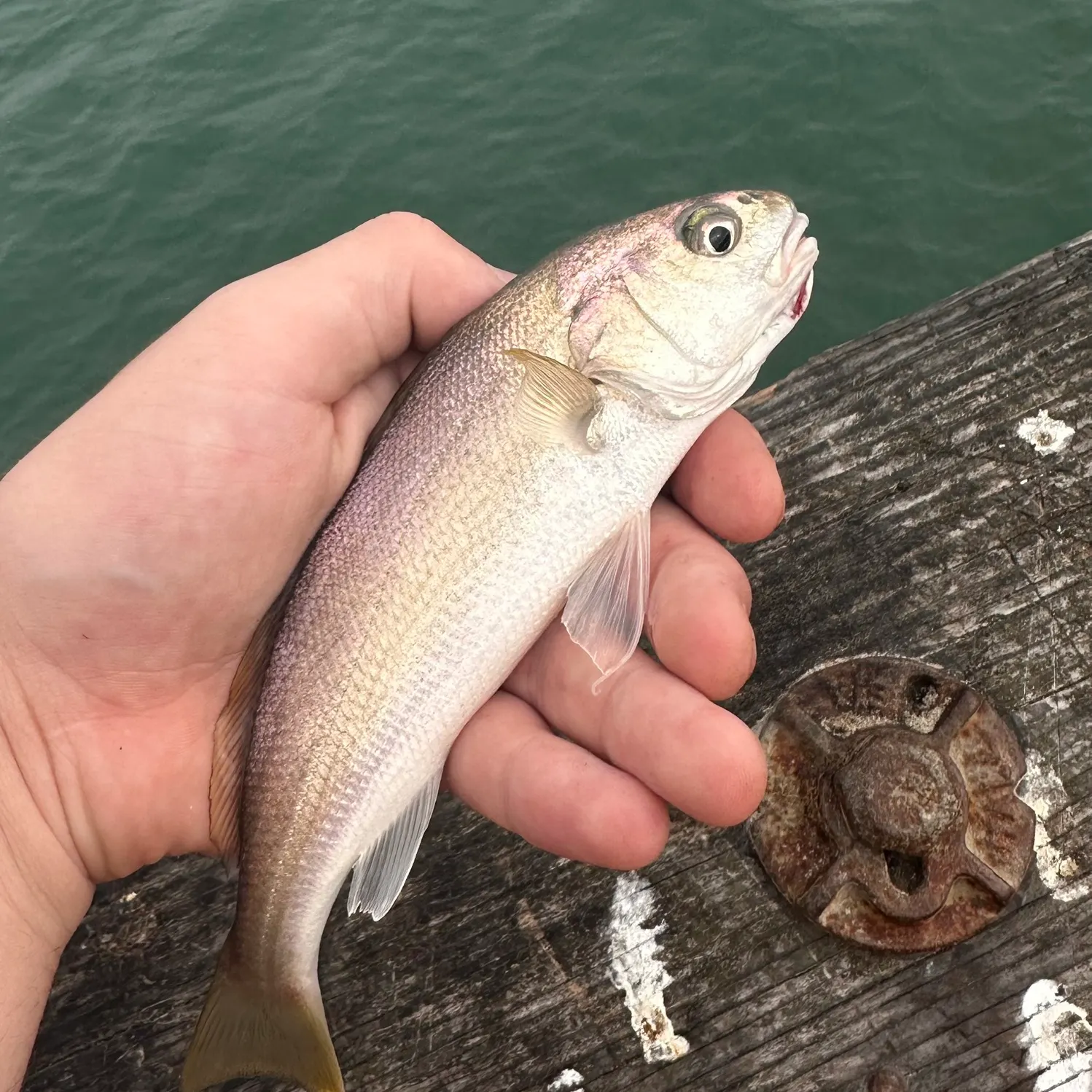 White croaker caught on Fishbrain