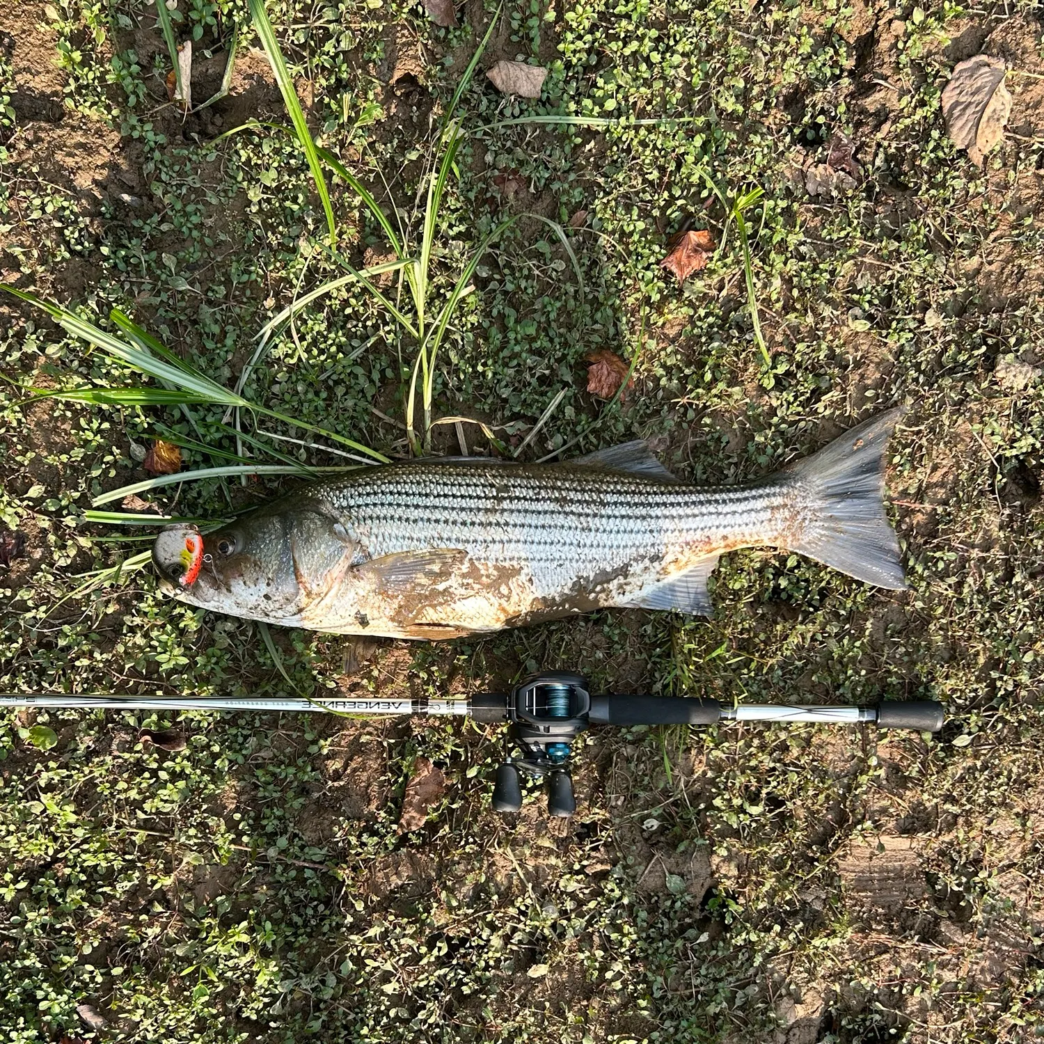 Striped bass caught on Fishbrain
