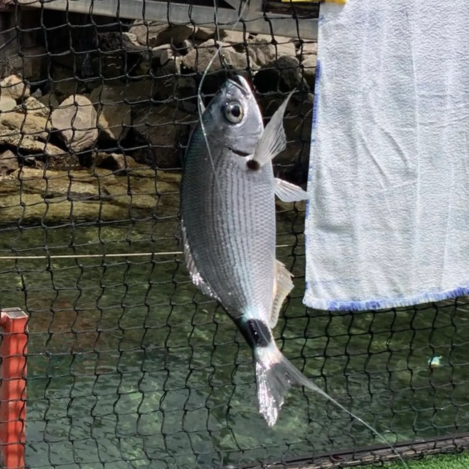The most recent Cape white seabream catches on Fishbrain