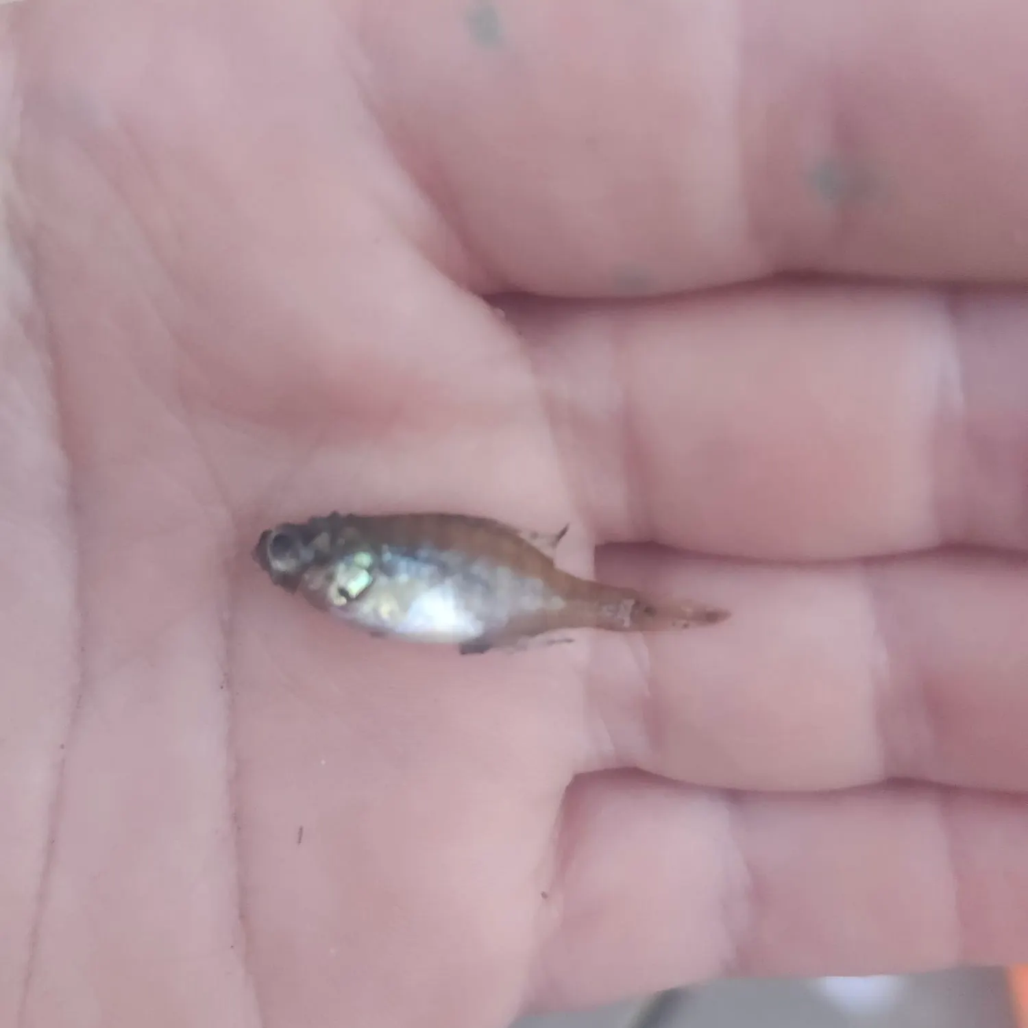 The most recent Eurasian minnow catches on Fishbrain