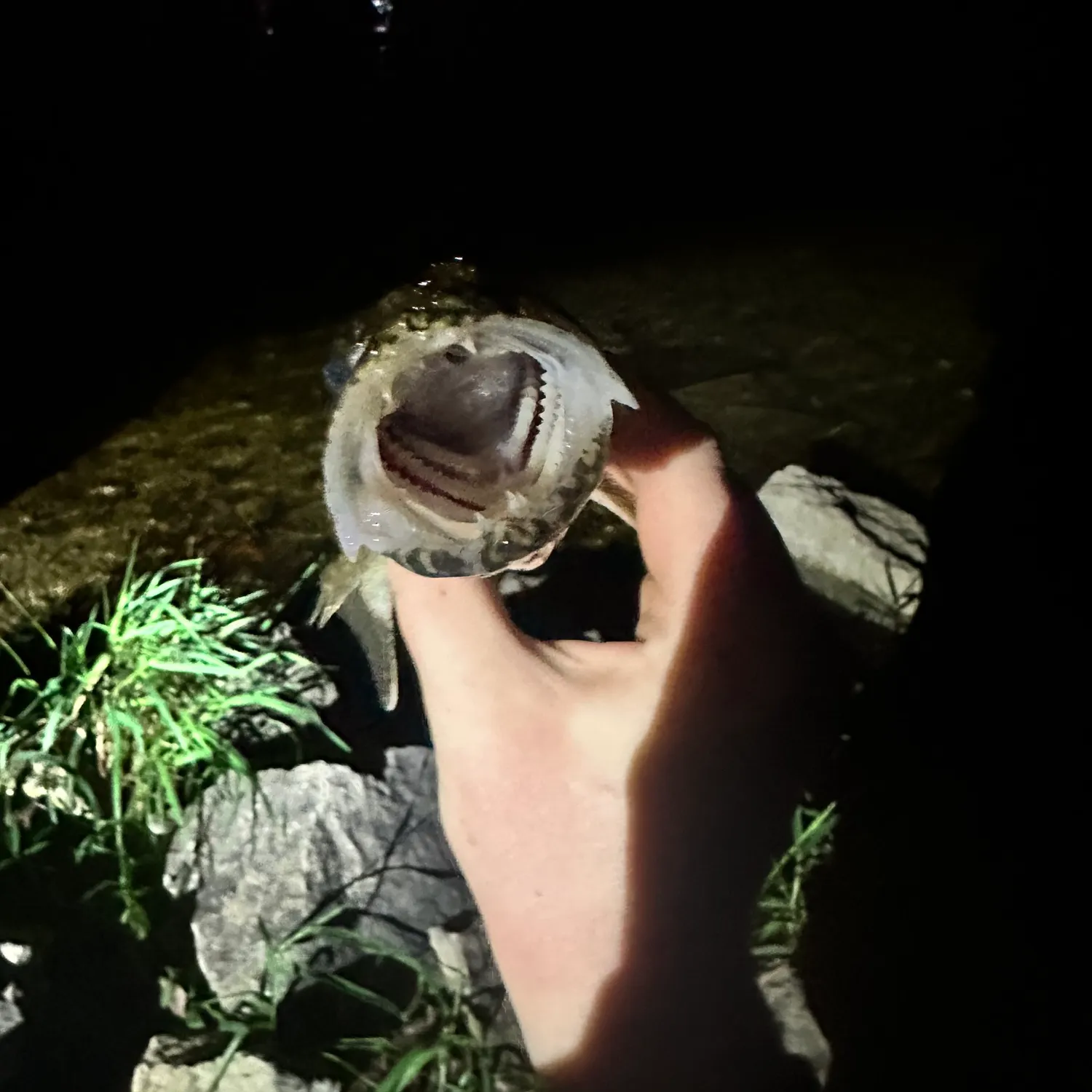 Fish caught on Fishbrain