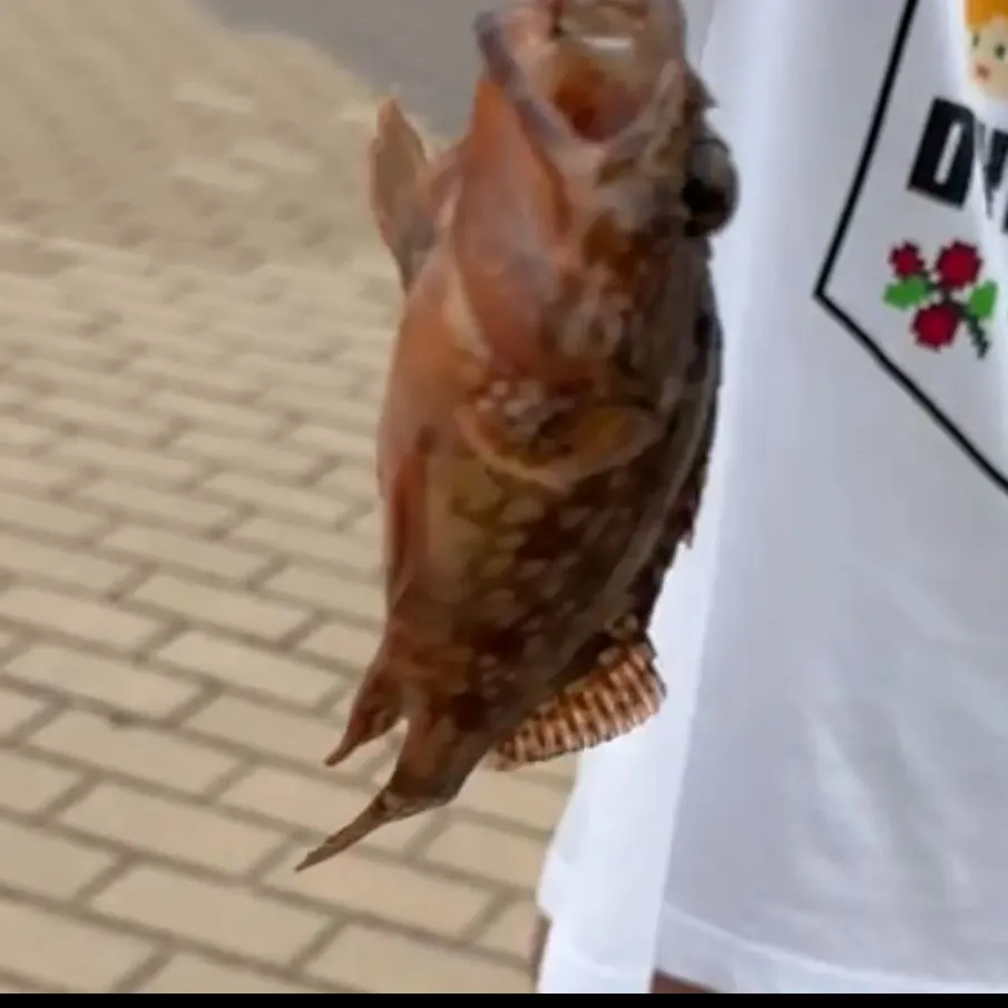 The most recent Marbled Rockfish catches on Fishbrain