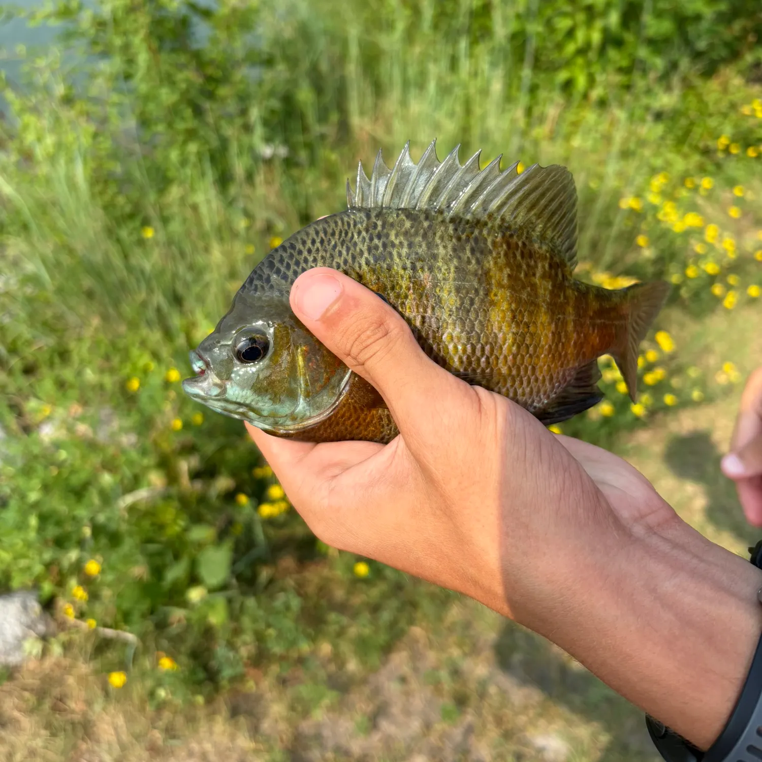 catch