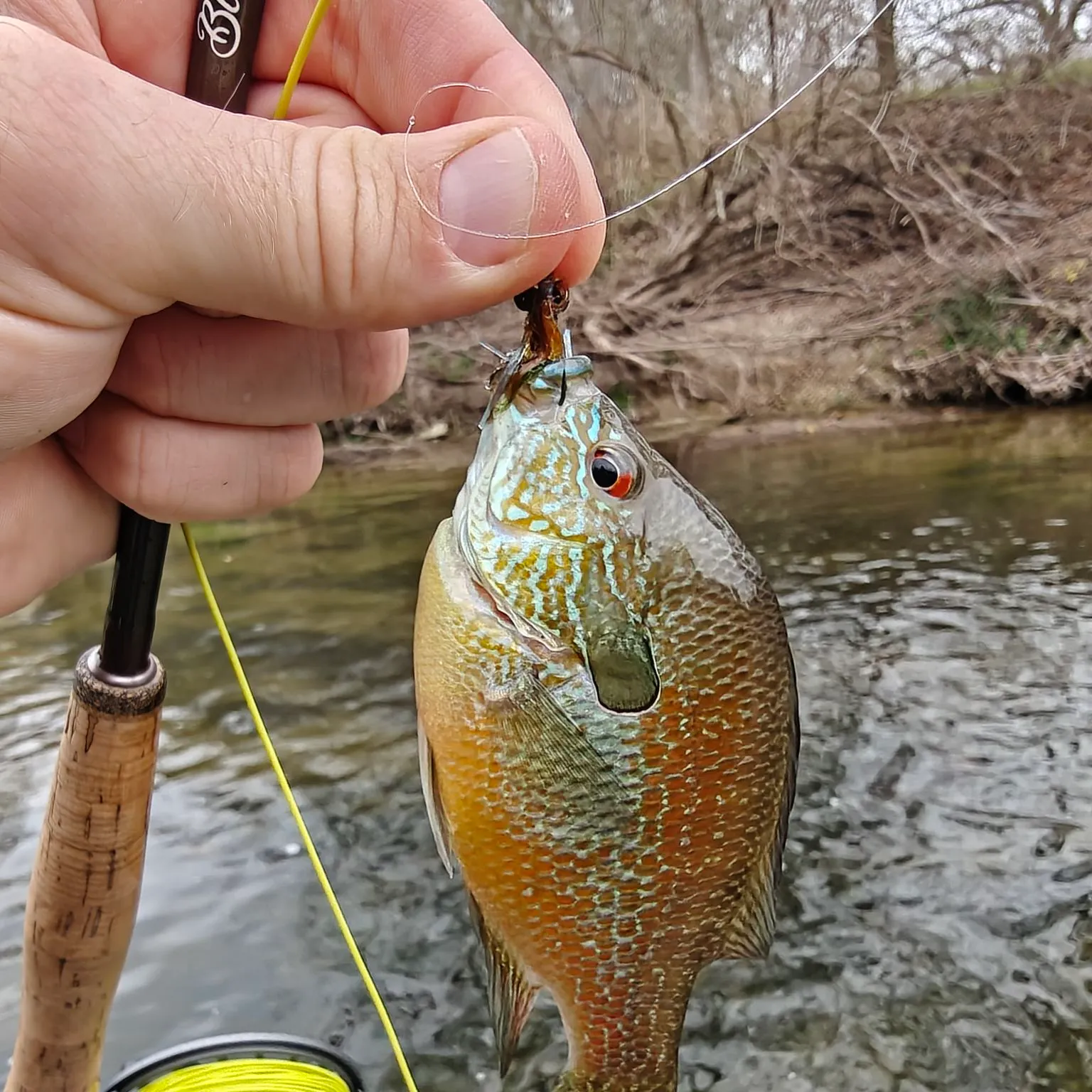 The most recent Longear sunfish catches on Fishbrain