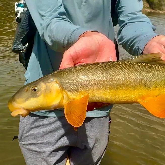 The most recent Flannelmouth sucker catches on Fishbrain