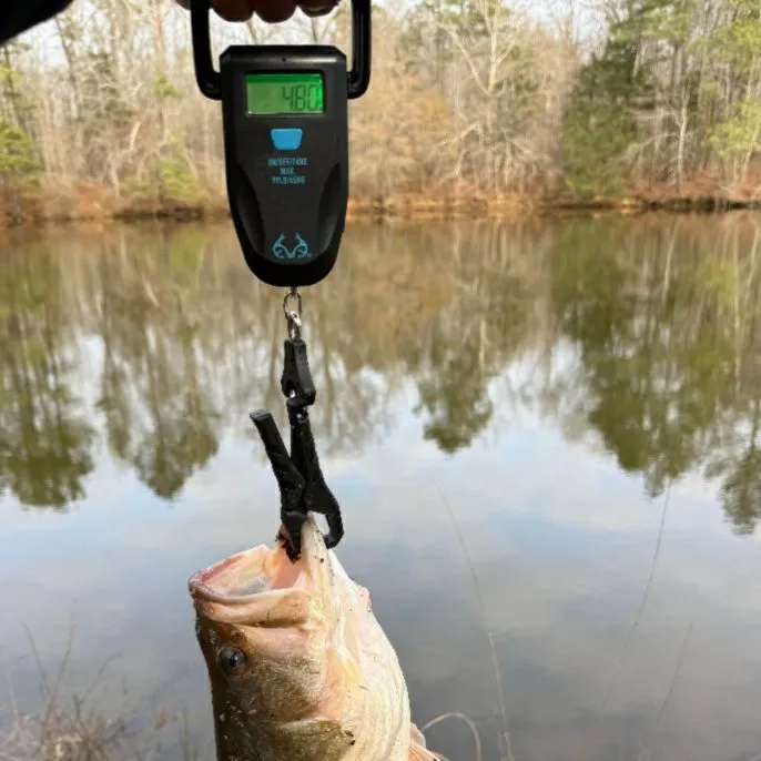 Largemouth bass caught on Fishbrain