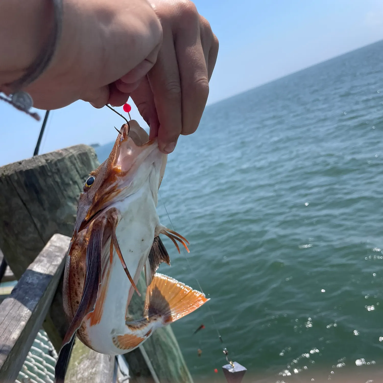 The most recent Striped searobin catches on Fishbrain