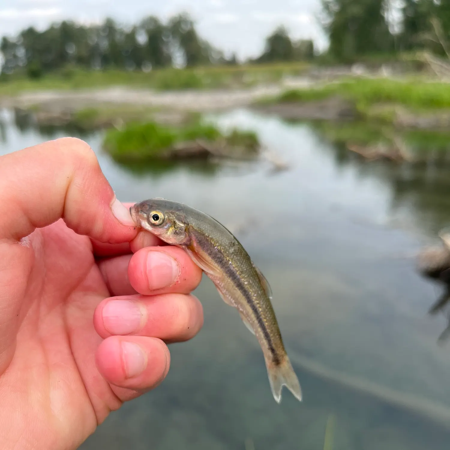 The most recent Lake chub catches on Fishbrain