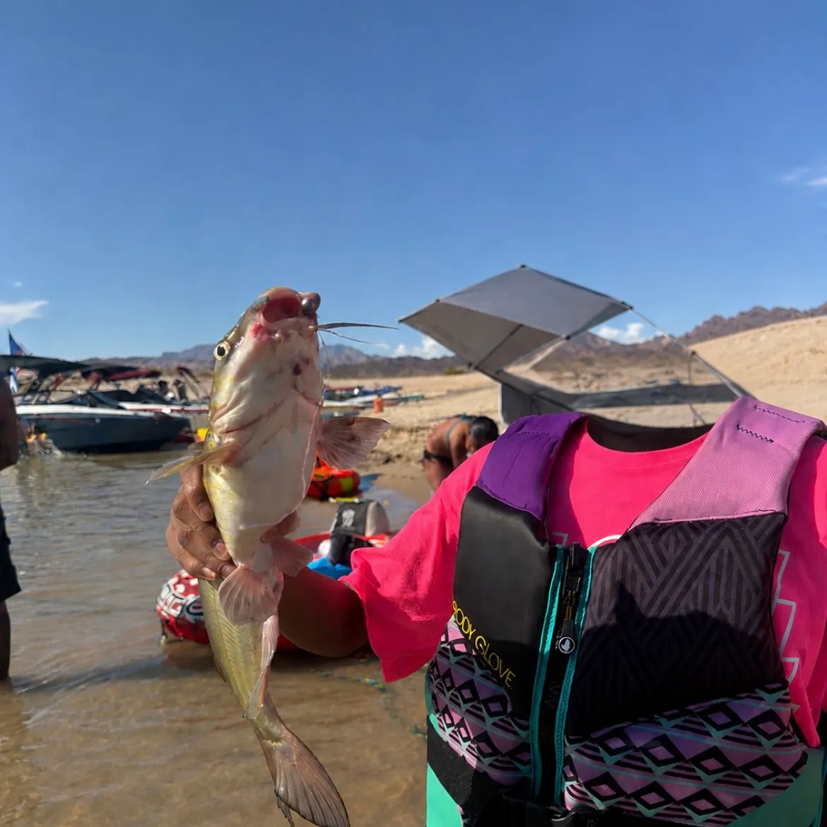 Channel catfish caught on Fishbrain