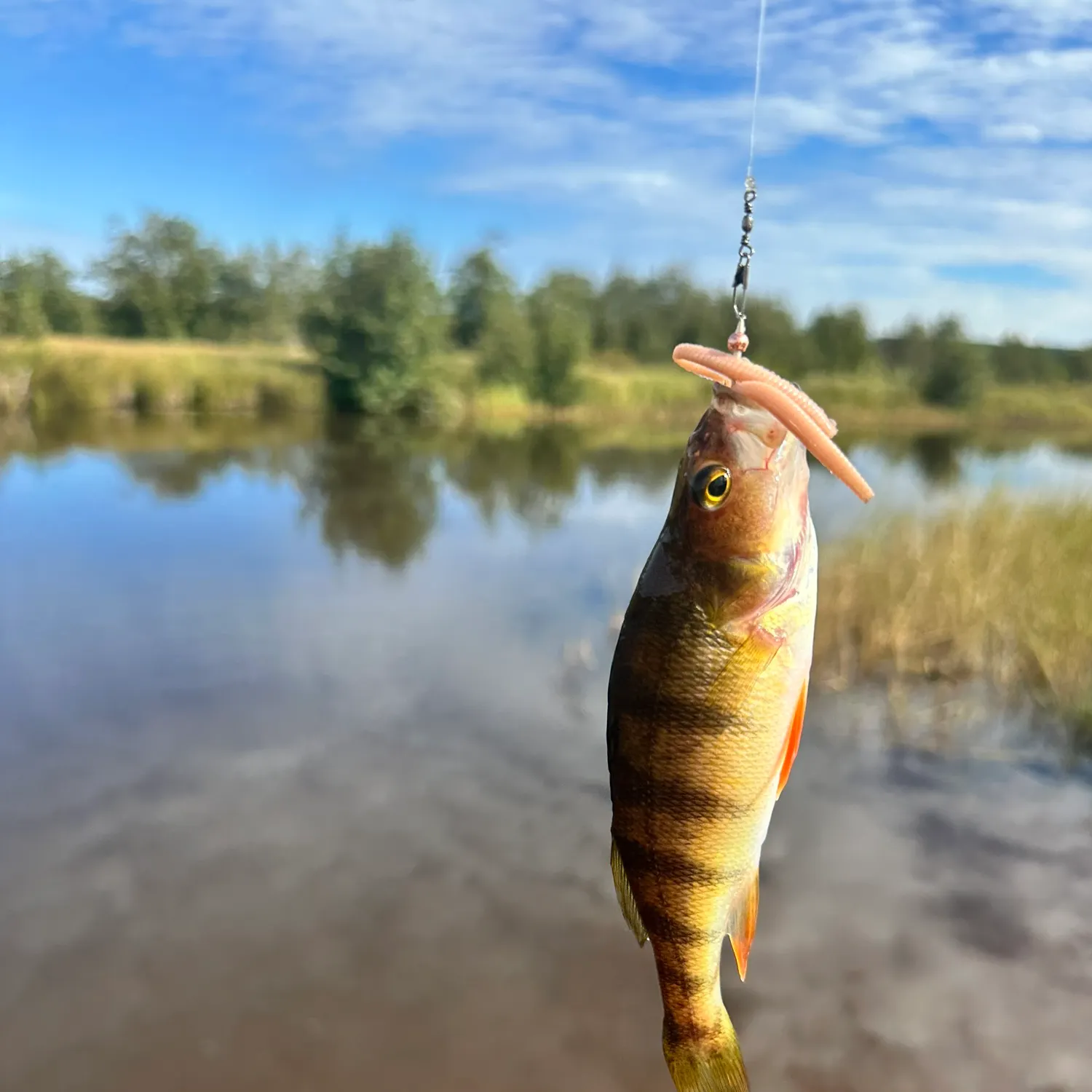 Yellow perch caught on Fishbrain