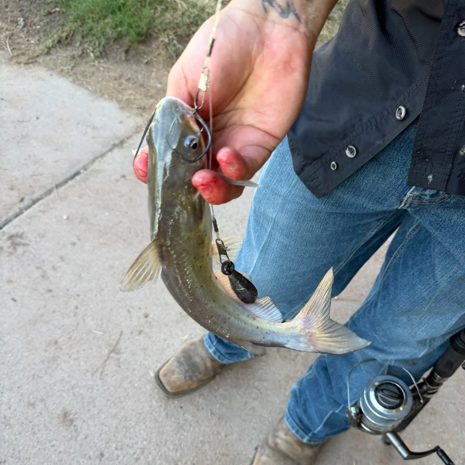 Channel catfish caught on Fishbrain