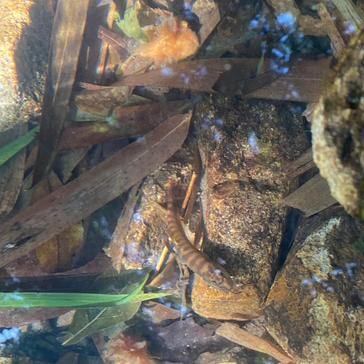 The most recent Stone loach catches on Fishbrain