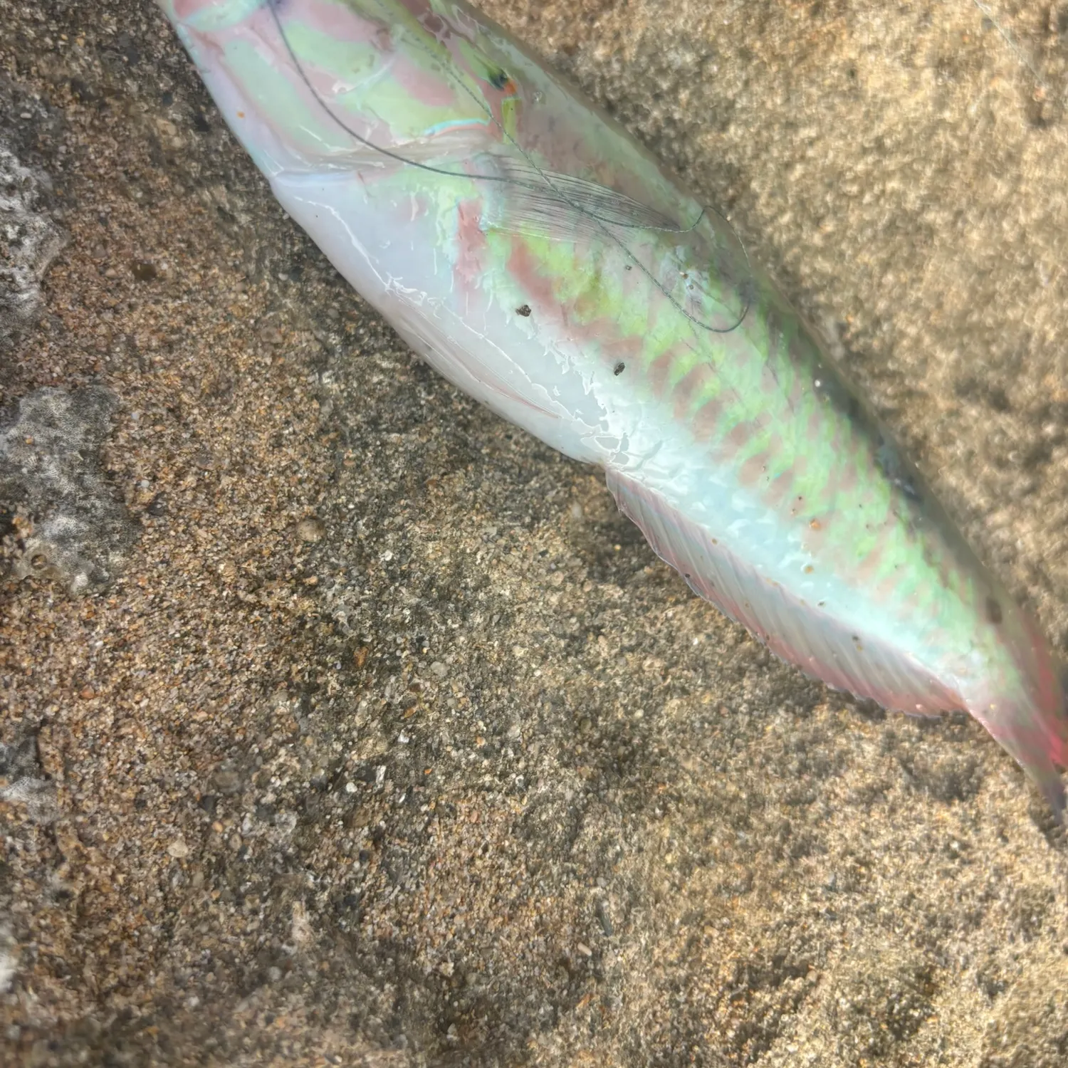 The most recent Fivestripe wrasse catches on Fishbrain
